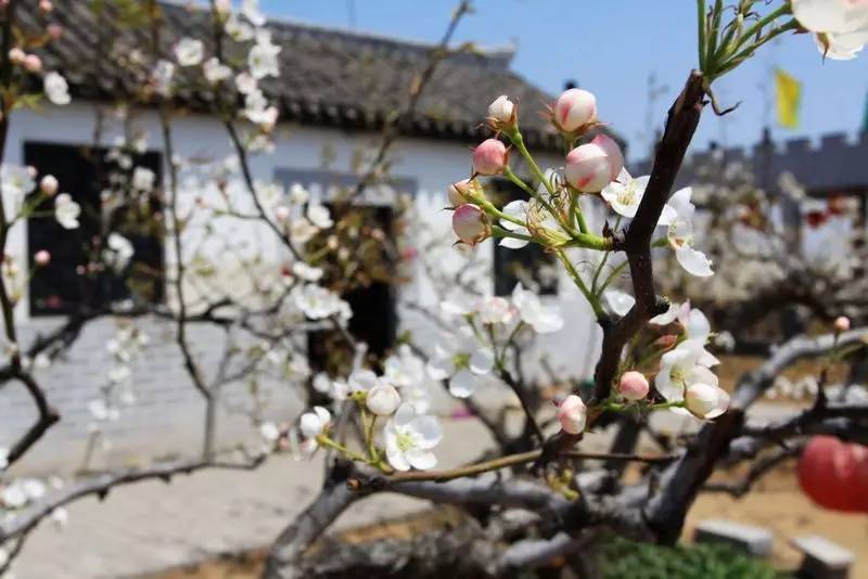 本周日相约莱阳赏梨花,错过又要等一年!