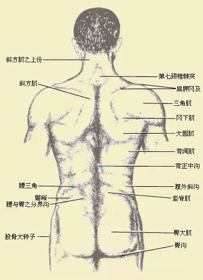 (一)项背腰部的骨性和肌性标志