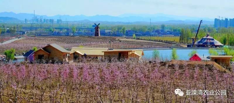 亚滦湾第二届桃花文化旅游节盛大开幕!