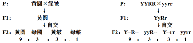 非同源染色体上的非等位基因自由组合