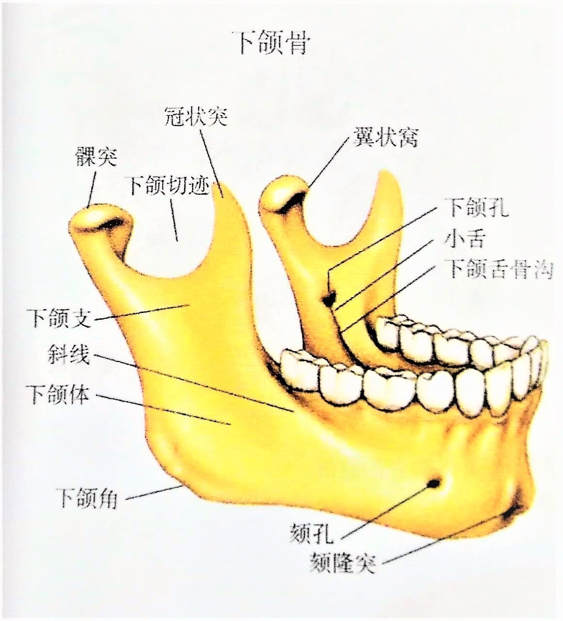 第三十一节 颞下颌关节紊乱-中国推拿-医学