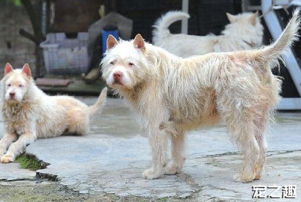 濒临灭绝的中华名犬下司犬