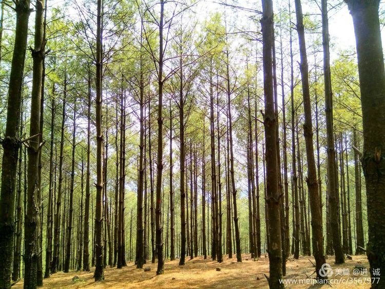 昭通齐刷刷的松林一道靓丽的风景