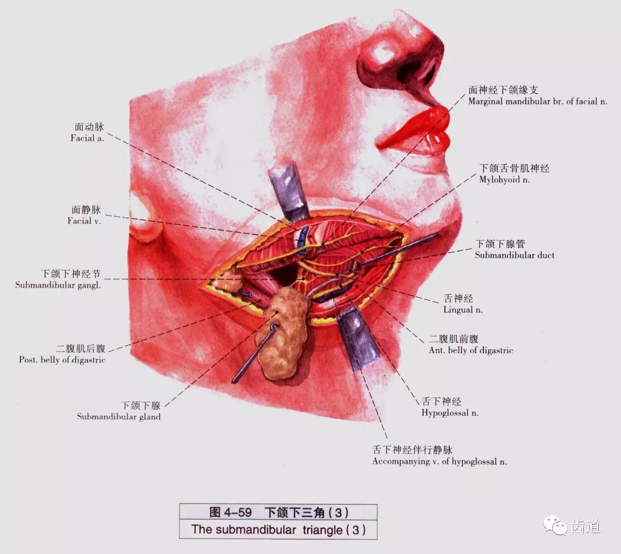 牙医必备口腔解剖精美图片