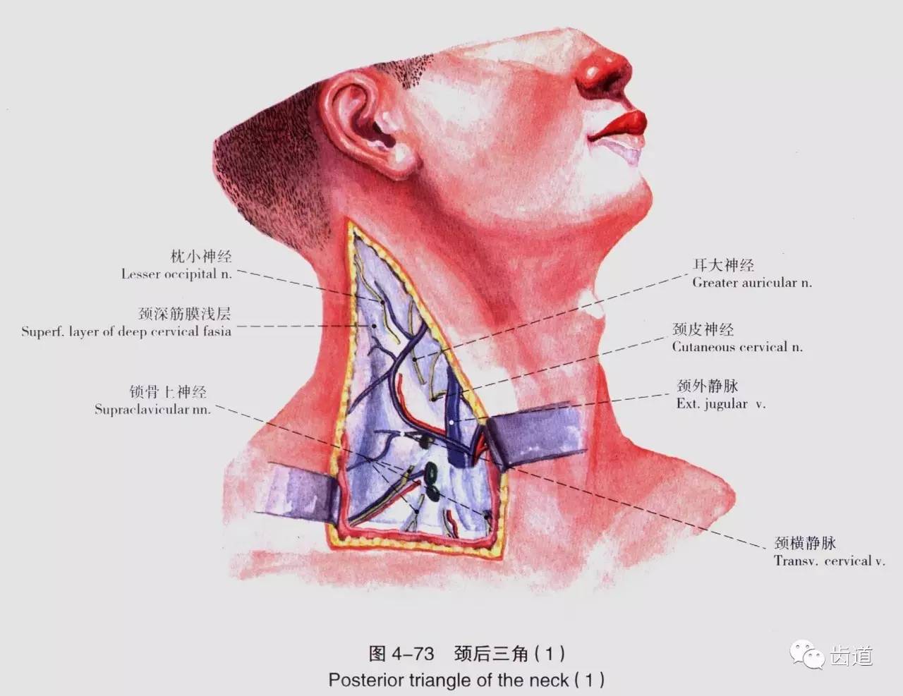 牙医必备:口腔解剖精美图片