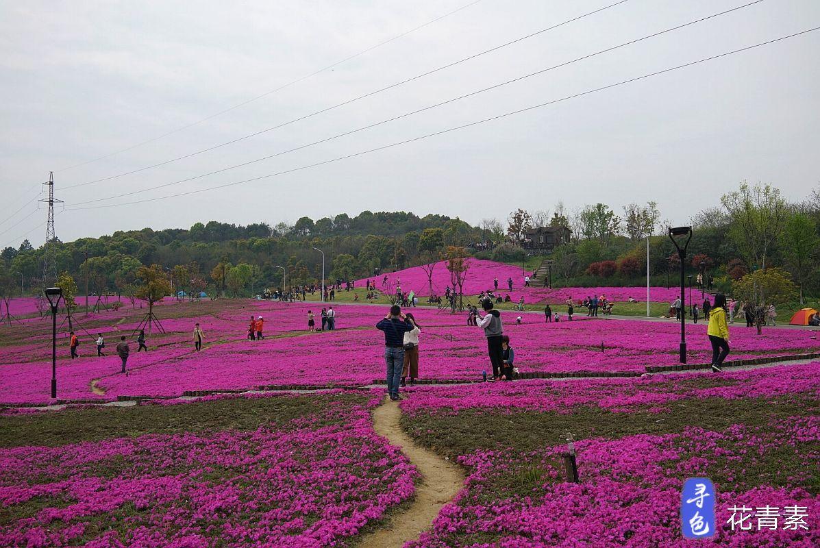 龙灵山6万平米芝樱花海还可以露营 花期还可持续一个月