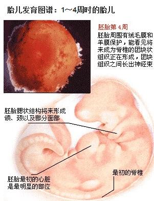 孕期胎儿发育的过程及b超所见