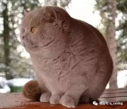 奶奶养大的超级萌黄金猪猫,已经胖到分不清头和身体了