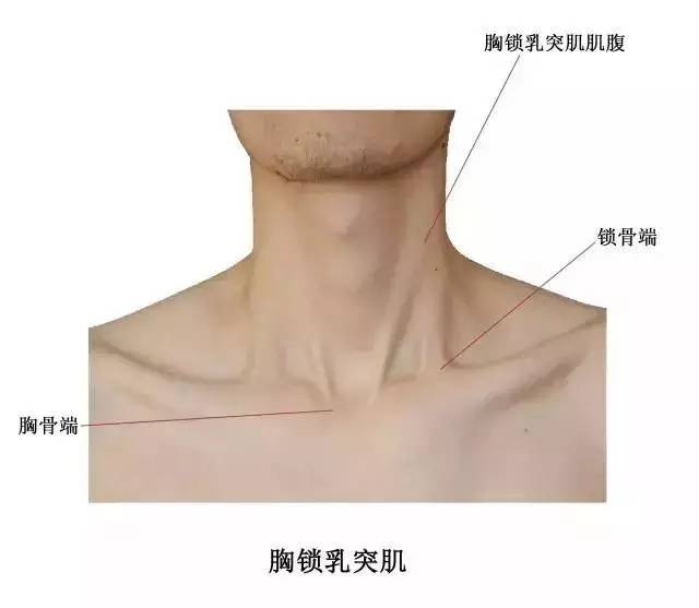 起点:胸骨柄前面,锁骨胸骨端上缘内1/3.止点:颞骨乳突及上项线外侧.