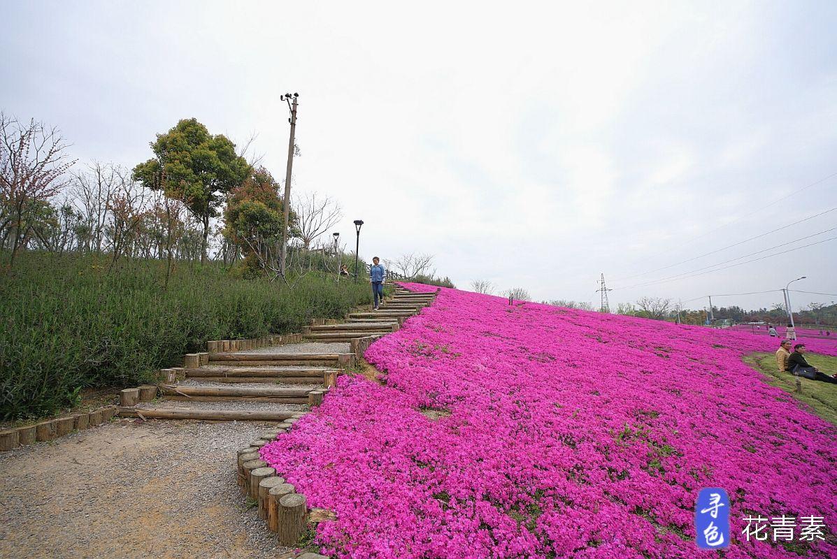 龙灵山6万平米芝樱花海还可以露营 花期还可持续一个月