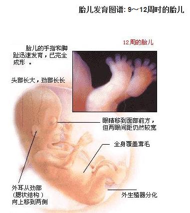 怀孕初期的3个月:胎儿发育的过程及B超所见