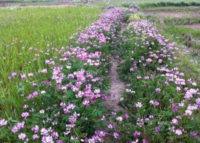 【枞阳记忆】红花草:种田人的宝