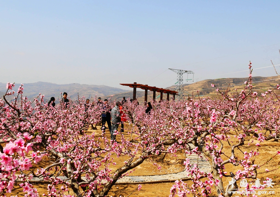 【秦安桃花会】桃乡花海游人如织 乡村旅游开始发力