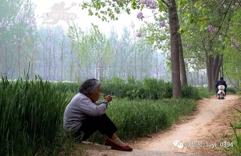 鹿邑家乡丨麦抽穗,桐花艳,母盼儿归