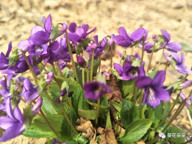 羊犄角花(拍于地北头镇鲁家峪村冀东抗日纪念馆前)