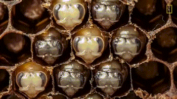 蜂巢里蜜蜂的21天：可爱而又危机四伏