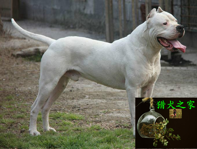 杜高犬猎犬护卫犬,杜高犬是大型猛犬,体型大,相传是一种古老的公牛