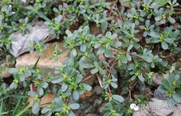 云南农村常吃的20种山货野菜,能治病能解馋,你吃过几