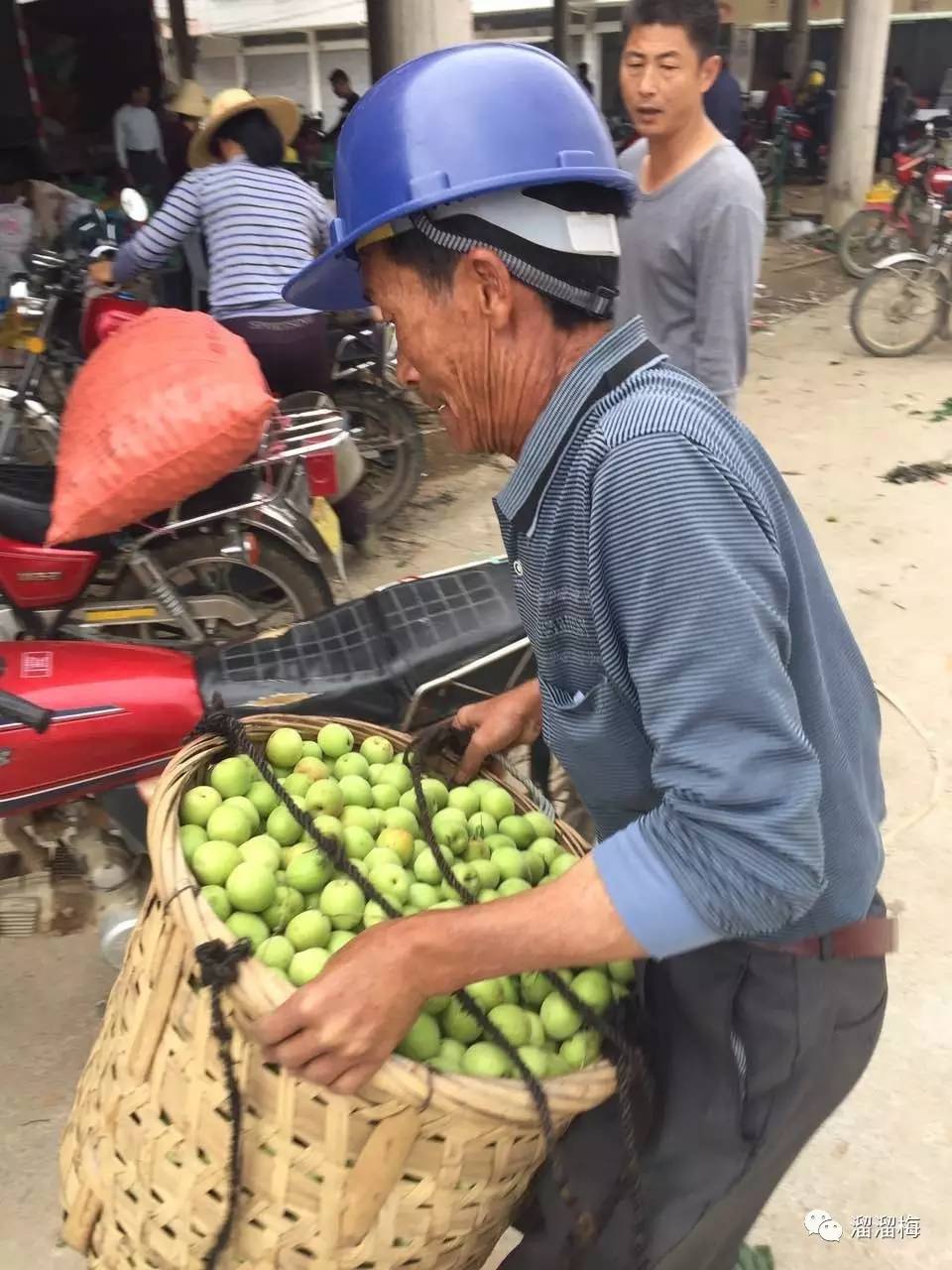 每一颗梅子都凝聚着勤劳的汗水谢谢你们