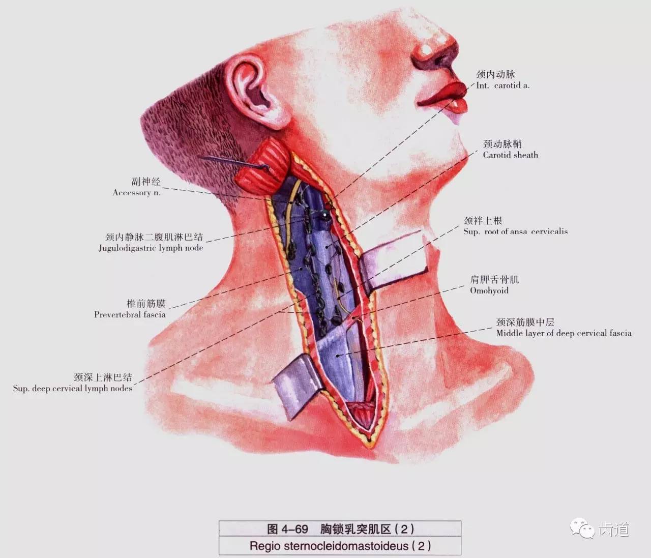 牙医必备口腔解剖精美图片