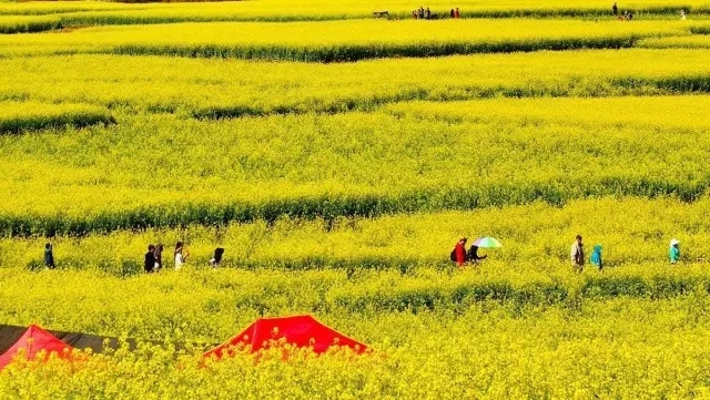 2017石家庄首届油菜花节3000亩油菜花送50张免费门票