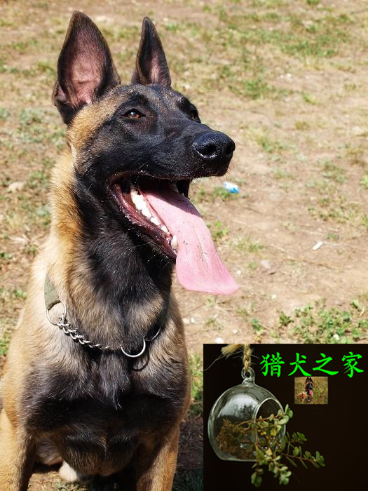 马犬价格价格