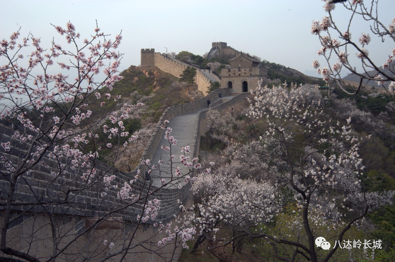 人间四月芳菲尽,八达岭长城花正浓.