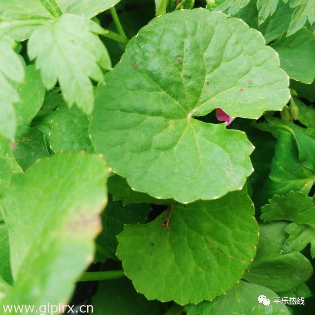 灯盏菜如何种植?