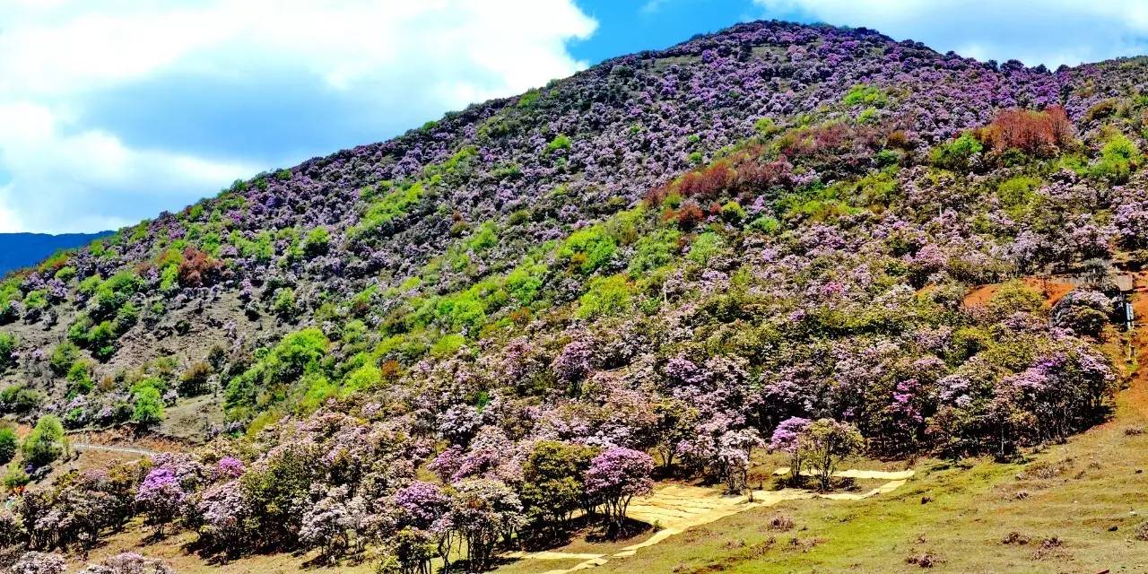 相约轿子山杜鹃花海 许你一世钟情