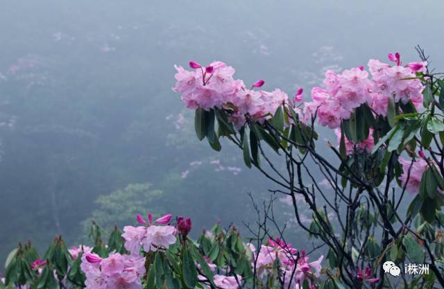 天气正好,微风不燥,炎陵万亩杜鹃花盛开,赏花正当时 关注