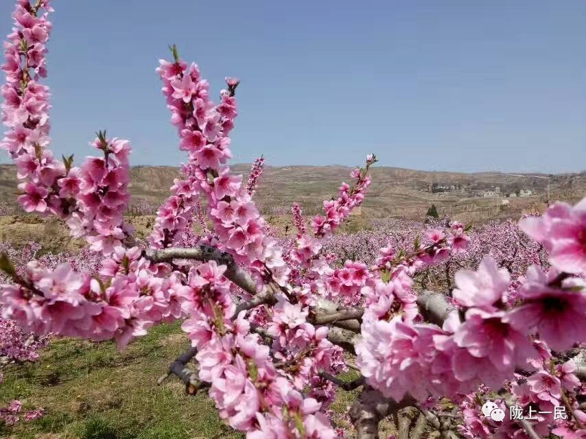 只想和你在一起,去看西部的桃花!