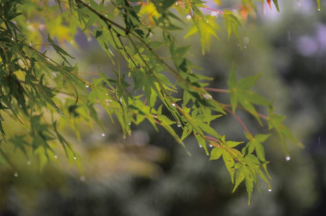 灿烂阳光杏花春雨桐庐晴雨交替中