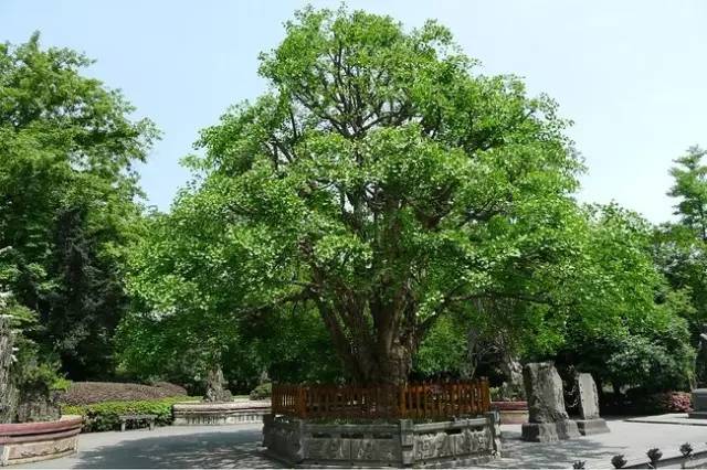 拍摄场景: 斜月三星洞内景 五庄观外景 五庄观内景 还记得人参果那集