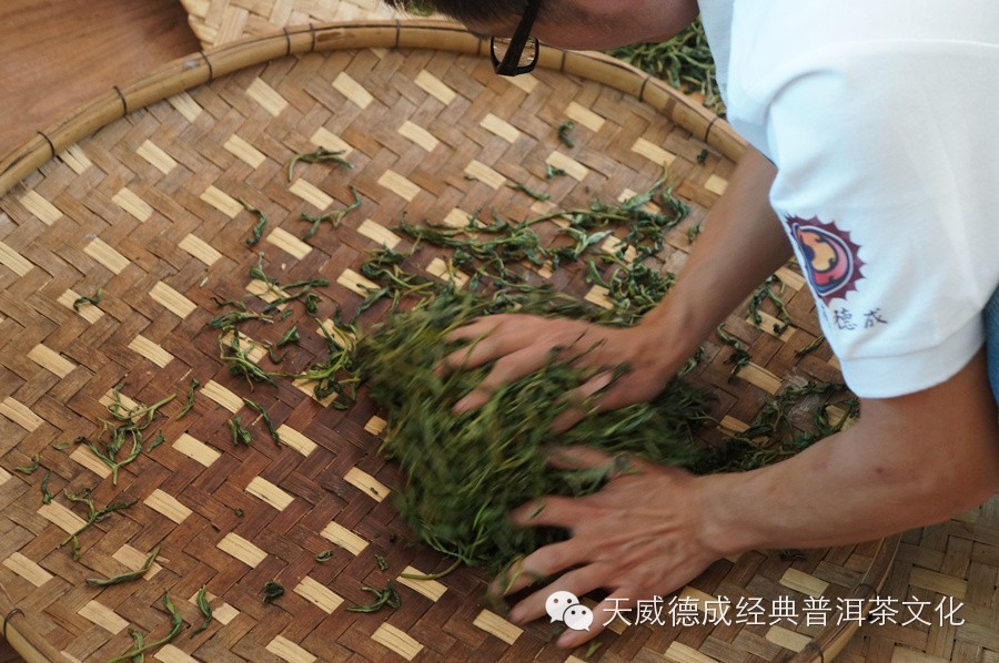 【茶学入门】普洱茶制作工艺详解之 揉捻