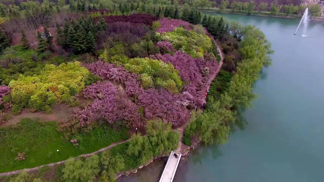 【心花怒放】洛阳惊现神秘心形樱花岛!