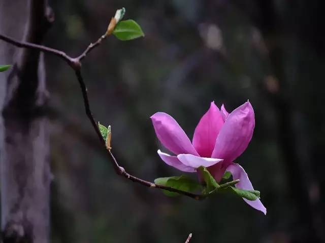 木末芙蓉花山中发红萼