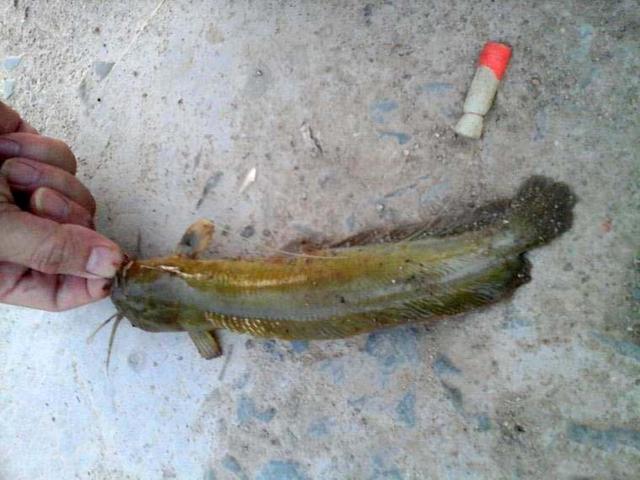 绿豆炖土鲶鱼是乡下小河沟钓获的