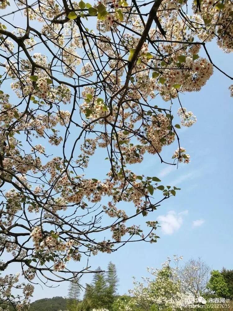 太美!永春一美女古装"穿越"仙夹油桐花,花间吟诗