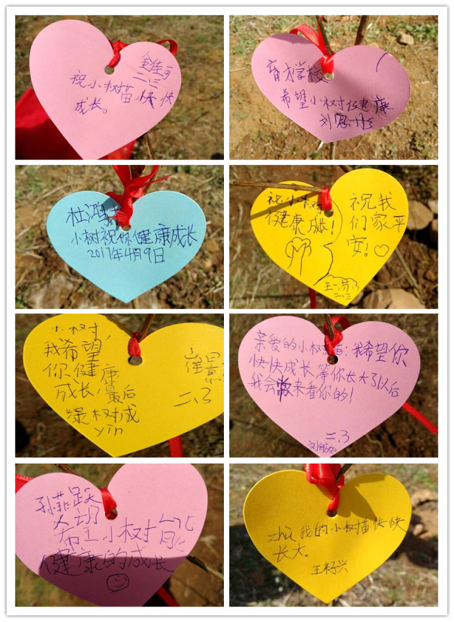 种完树后,同学们把自己对小树苗的祝福语精心的写在心愿卡里并亲手挂