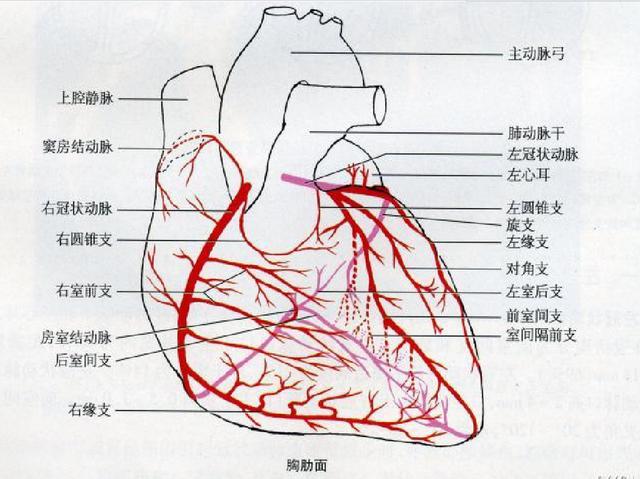 右冠状动脉起自升主动脉根部的主动脉右窦,主要供应右心房,右心室