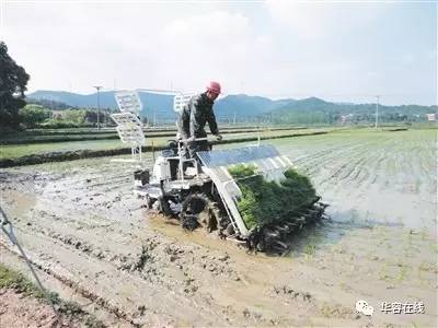 大田户籍人口_大田结花图片