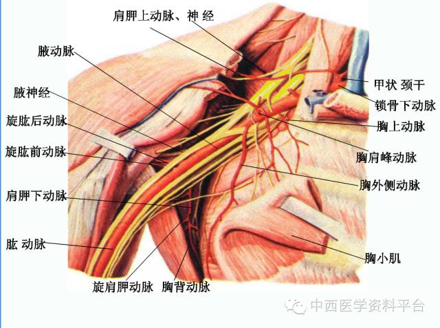 上肢解剖骨骼肌肉神经图