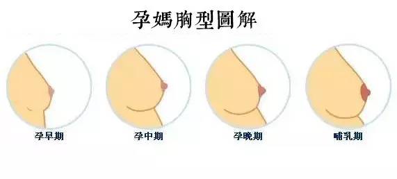 胸围加大:孕妈怀孕期间的乳房变化与青春期女性是不同的,孕妈的胸围