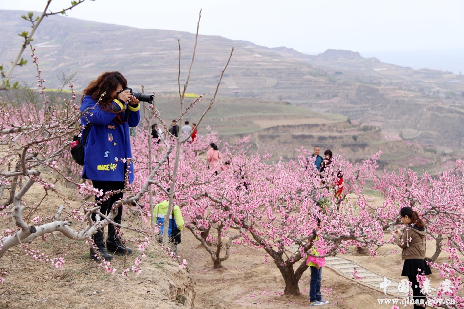 【秦安桃花会】秦安:见证花海人潮的假日旅游