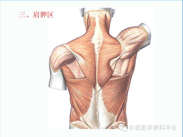 上肢解剖 骨骼肌肉神经图