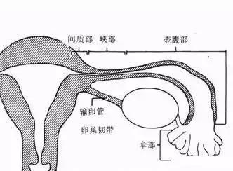 接着又慢慢变宽,称作壶腹部,这段长度占了输卵管的一半左右.