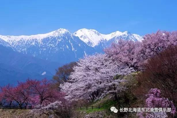 你见过长野的白 可曾见过长野的粉