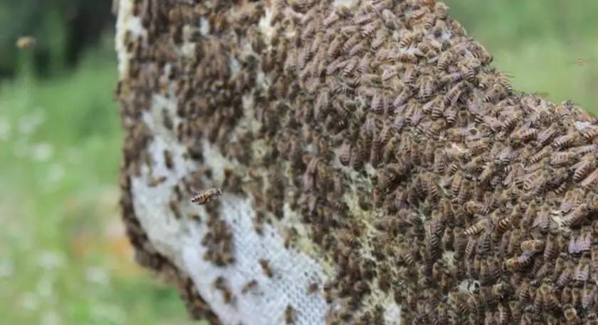 制作并喷洒生物动力制剂,活化蜂场土壤