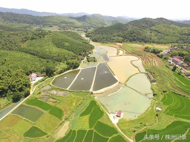 攸县黄土岭有多少人口_攸县香干