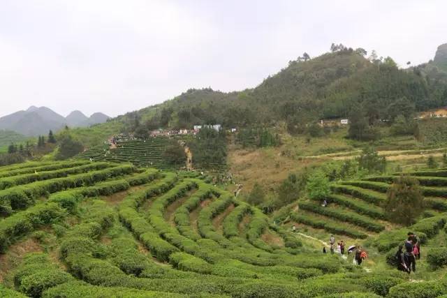 广西龙马村有多少人口_龙马幸村图